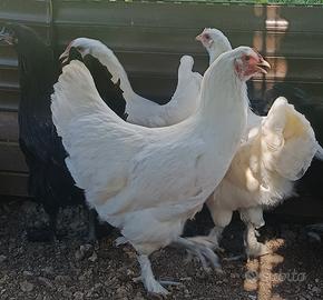 Galline langshane croad