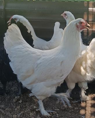 Galline langshane croad