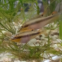 Coppia di pelvicacromis pulker,ciclidi nani