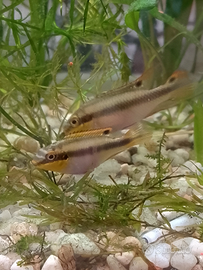 Coppia di pelvicacromis pulker,ciclidi nani