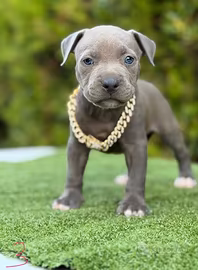 Pitbull ukc