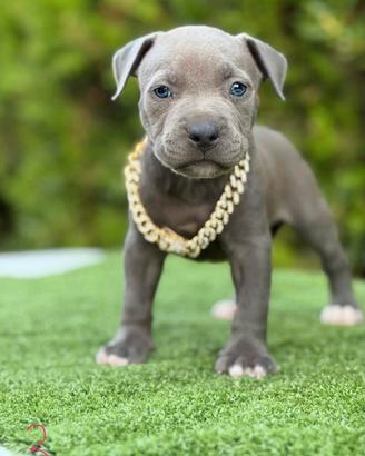 Pitbull ukc