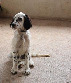 Cucciolo setter inglese - ALFRED