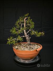 Bonsai Pino 