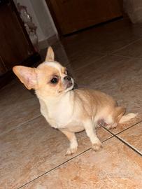 Chihuahua
