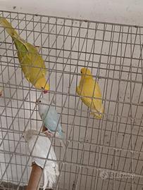 Pappagalli parrocchetti dal collare