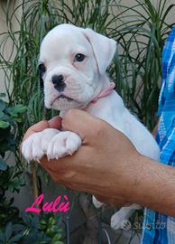Boxer Cuccioli
