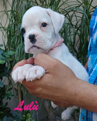 Boxer Cuccioli