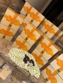 Stock 10 gatti Thun nuovi con scatola