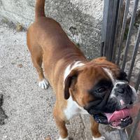 Cane boxer giovane