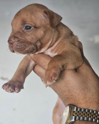 Pitbull UKC
