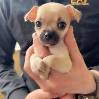 Chihuahua