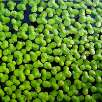 Lemna minor - Nutrimento pesci/pianta acquatica