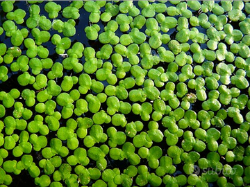 Lemna minor - Nutrimento pesci/pianta acquatica