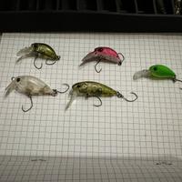 Crank trout area lotto 1