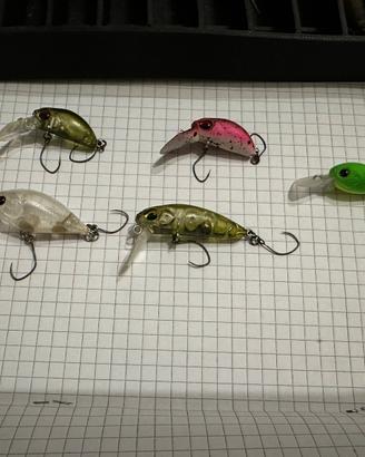 Crank trout area lotto 1