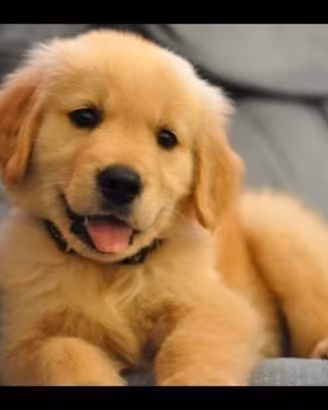 Golden retriever americano