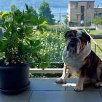 Bulldog inglese per Monta