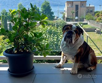 Bulldog inglese per Monta