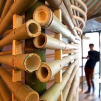 Canne di bambù arredamento attività e abitativo