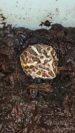Rana pacman subadulta