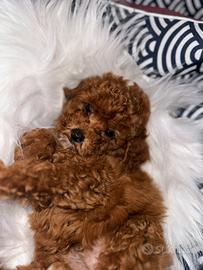 Barboncini Red toy e MiniToy nano pag a rate