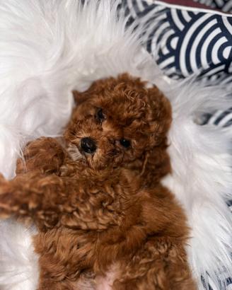 Barboncini Red toy e MiniToy nano pag a rate