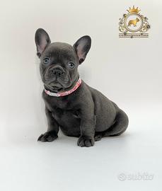 Esclusiva Bulldog Francese Total Blu