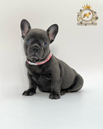 Esclusiva Bulldog Francese Total Blu