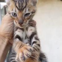 Cuccioli di gatto Toyger originali