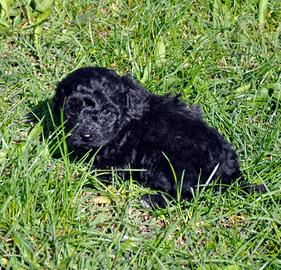 Cuccioli di Barboncino Toy Nero