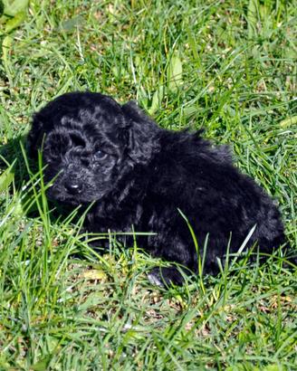 Cuccioli di Barboncino Toy Nero