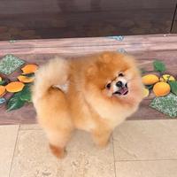 Spitz ACCOPPIAMENTO pomerania TOY rosso orange