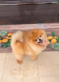Spitz ACCOPPIAMENTO pomerania TOY rosso orange