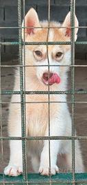 Siberian husky