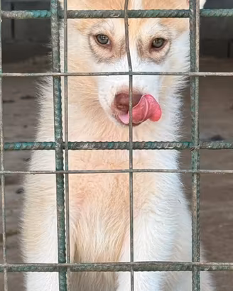 Siberian husky