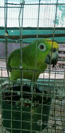 Amazzone fronte gialla