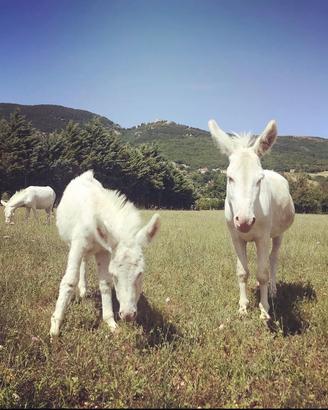 Asino Bianco dell'Asinara, bellezza e docilità