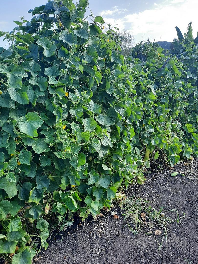 Terreno Agricolo Massarosa - Altro