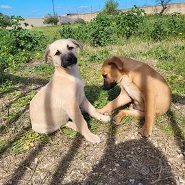 Cuccioli maschi e femmine adorabili