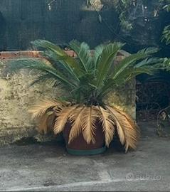 Cycas Revoluta