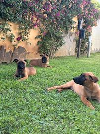 Pastore belga Malinois