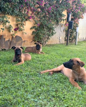 Pastore belga Malinois