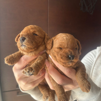 Barboncino femmina toy/nano