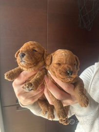 Barboncino femmina toy/nano