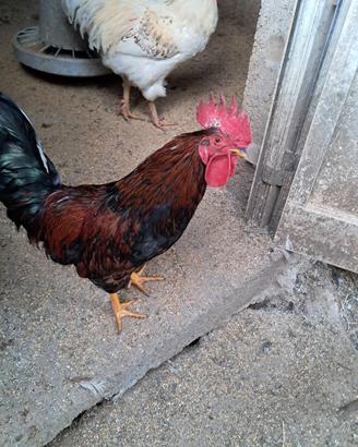 1Gallo livornese e 2 sono un inserto