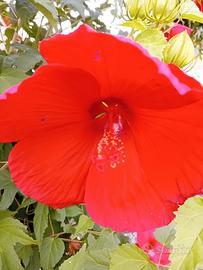 Hibiscus Moschetus xxl
