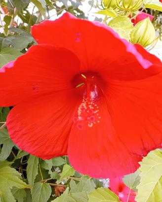 Hibiscus Moschetus xxl