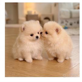 Cuccioli di volpino Pomerania toy