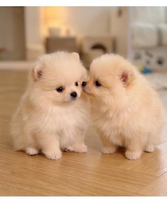 Cuccioli di volpino Pomerania toy